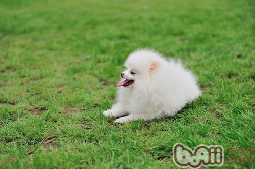 狗狗咳嗽可能是心臟病引起
