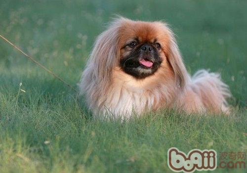北京犬美容知識