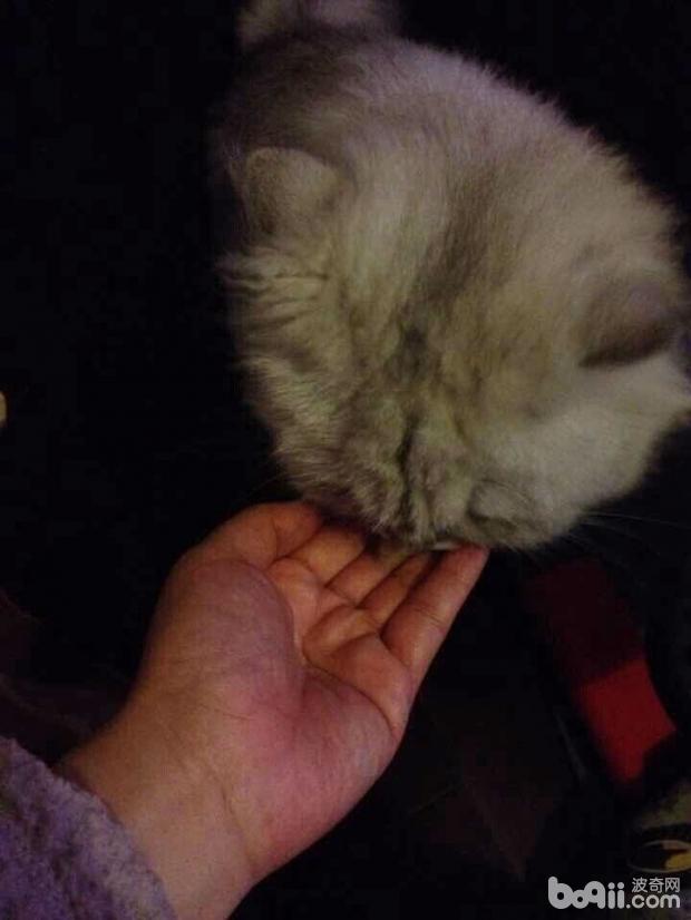 貓奴必須關注的幾件事之新來的貓咪不吃貓糧