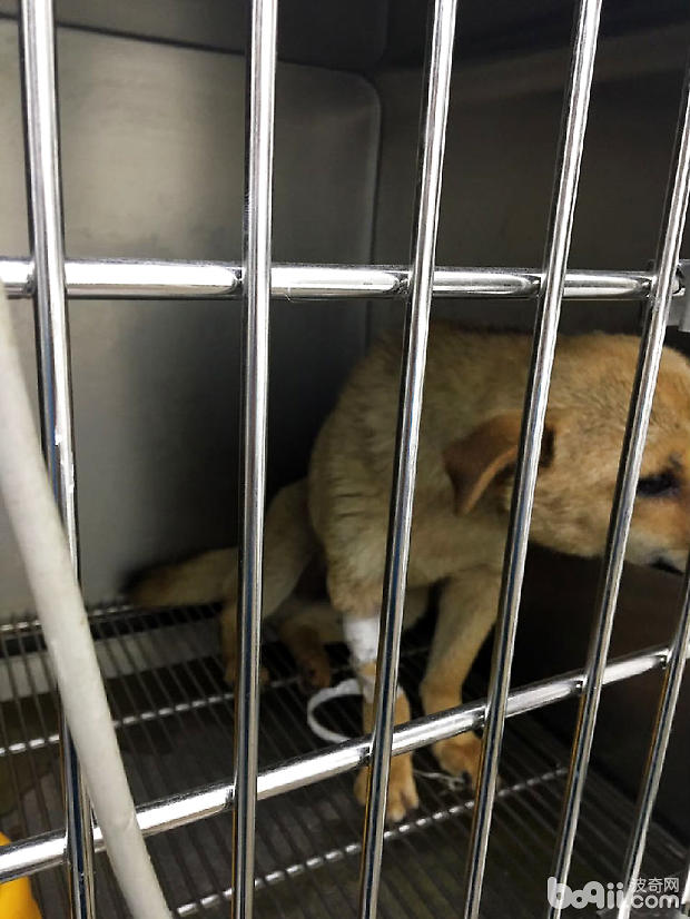 中華田園犬子宮蓄膿的診治