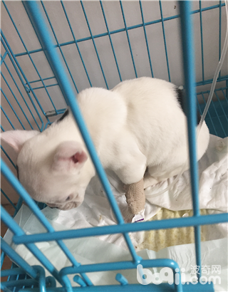 犬營養性貧血癥的診斷與治療