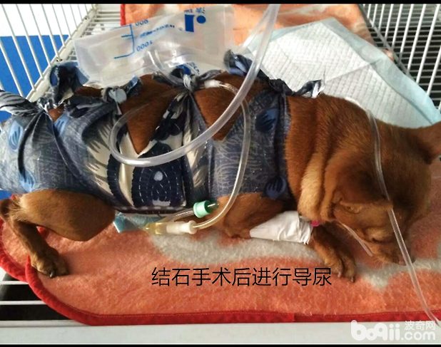 一例小鹿犬的膀胱結石