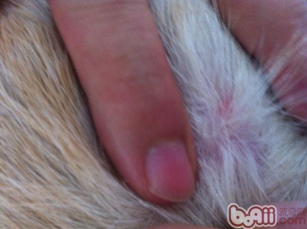 犬的常見皮膚病（三）疥螨感染