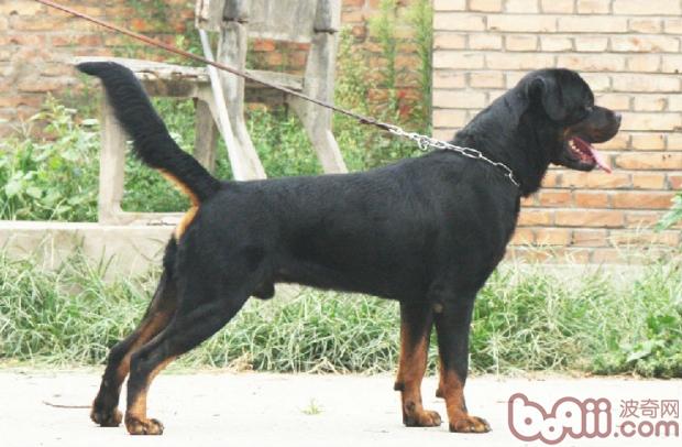 <a href=/zhonglei/gou/ target=_blank class=infotextkey>狗</a>狗胃擴張疾病簡介