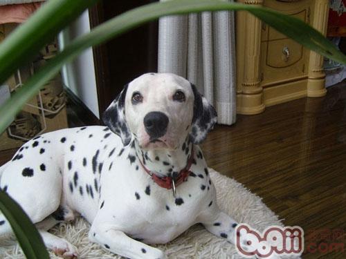 大麥町犬的訓練要點