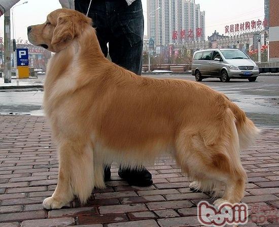 金毛犬的隨行及坐立的訓練要點