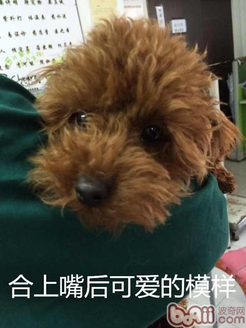 泰迪犬雙排牙的危害