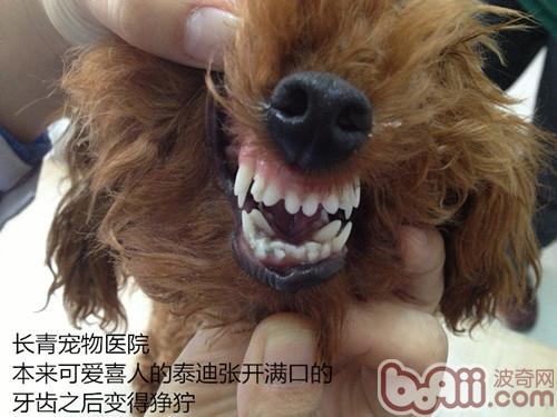 泰迪犬雙排牙的危害