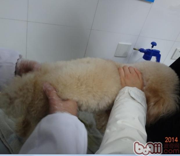 犬椎間盤脫位疾病