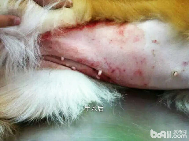  母犬卵巢囊腫導致不孕病例分析