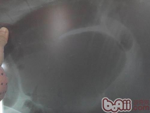 一例犬胃扭轉的診治