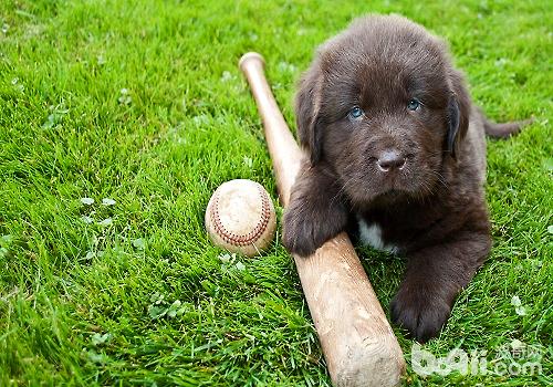 紐芬蘭犬訓練技巧，訓練紐芬蘭犬定點大小便的方法