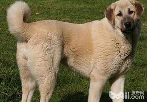 犬乳腺腫瘤的介紹