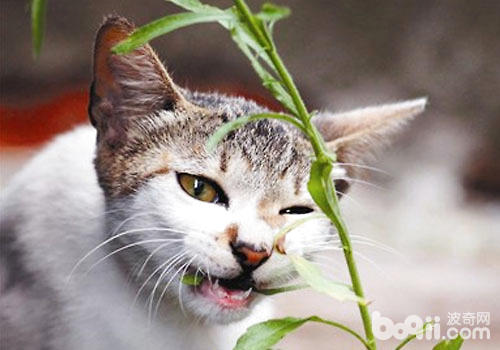 貓咪能吃的植物