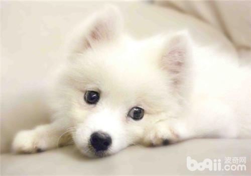 犬“櫻桃眼”的臨床癥狀