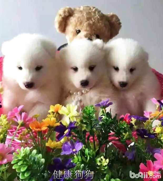 犬瘟細小那點事
