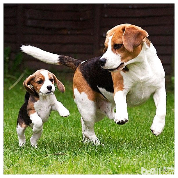 比格犬懷孕期間如何護理