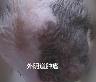 犬外陰道腫瘤的病例