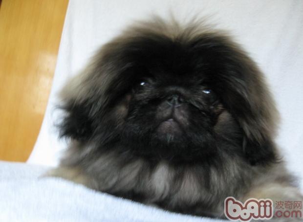 京巴犬換毛時期注意事項