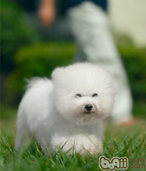 怎樣幫比熊犬去除淚痕