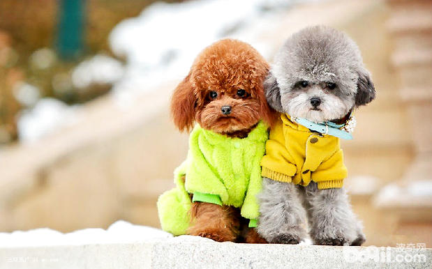 泰迪犬能吃水果嗎