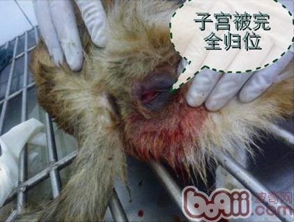 一例典型犬子宮脫出病例的解析