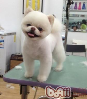 夏季狗狗清涼造型推薦