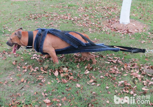 如何訓練比特犬的力量