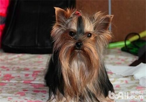 犬子宮脫垂的特征