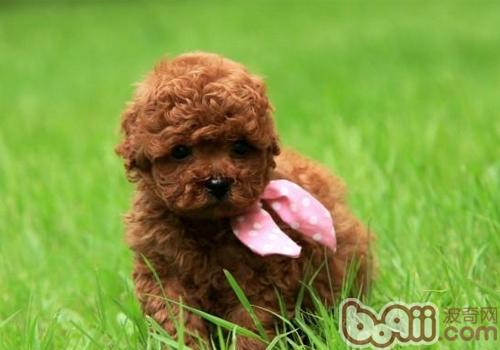 幼犬社會化：應做的事及不應做的事