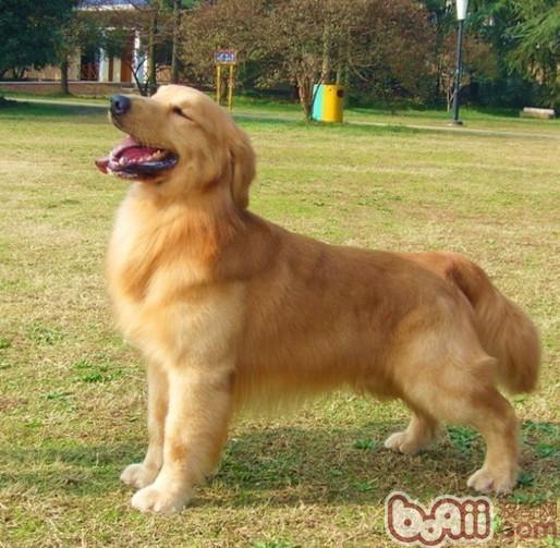 春季護理狗狗毛發要點
