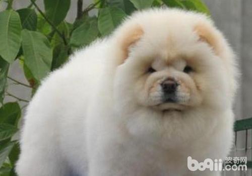 松獅犬總是流淚的原因有哪些