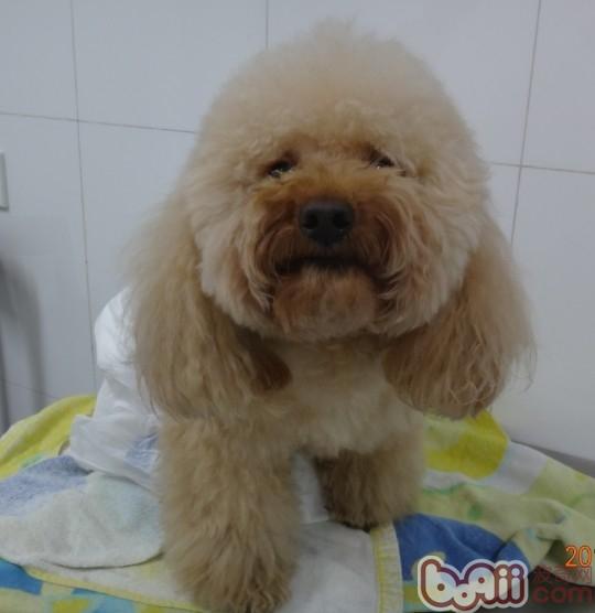 犬椎間盤脫位疾病