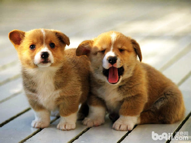 母犬難產怎么辦？如何處理難產的<a href=/zhonglei/gou/ target=_blank class=infotextkey>狗</a>狗