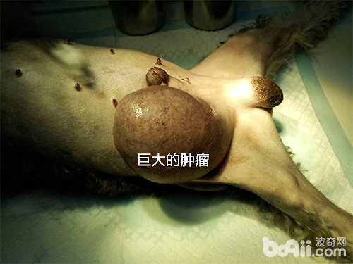 一例犬隱睪腫瘤的病例