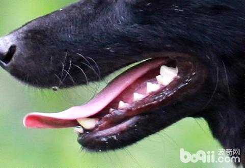 狗狗牙結石危害狗狗如何清除牙結石