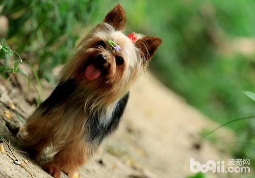 犬風濕癥的病因分析