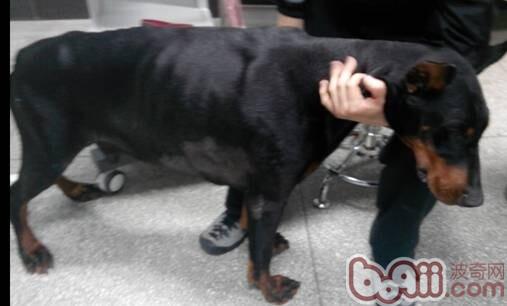 一例杜賓犬的胸腔積液的病例分析