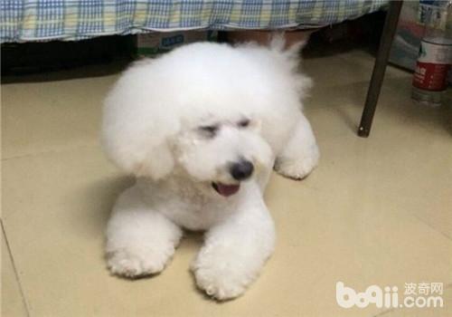 犬患糖尿病的癥狀有哪些