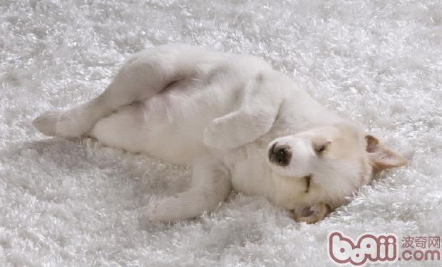 訓練<a href=/zhonglei/gou/ target=_blank class=infotextkey>狗</a>狗拒絕陌生人的食物