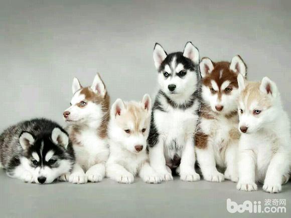 怎么給阿拉斯加犬洗澡