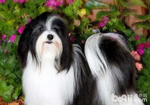 犬巴貝斯蟲病的病原
