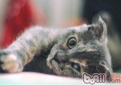 飼養<a href=/zhonglei/mao/ target=_blank class=infotextkey>貓</a>咪之前要注意的十大問題