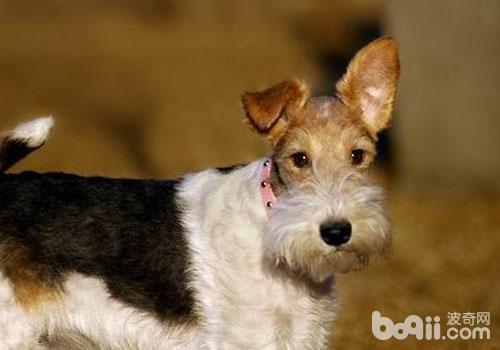 犬卵巢囊腫的癥狀