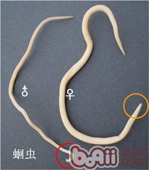 春季小狗易患哪些寄生蟲？