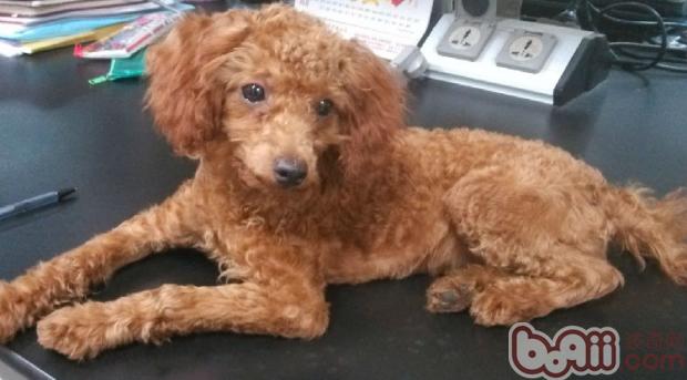 狗狗毛發護理及美容常識