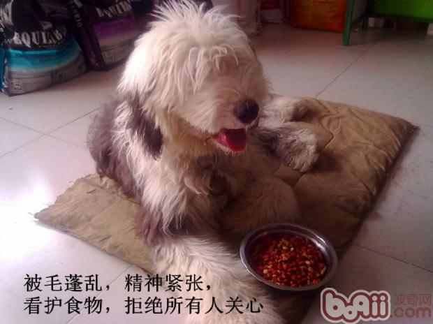 關于狗狗的老年癡呆癥的癥狀
