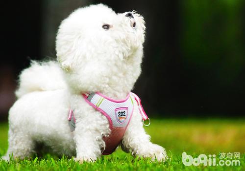 犬常見手術介紹