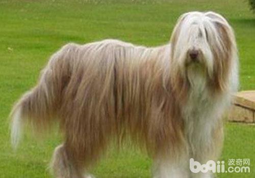 犬卵巢囊腫的手術治療病歷
