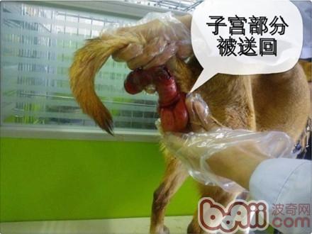 一例典型犬子宮脫出病例的解析